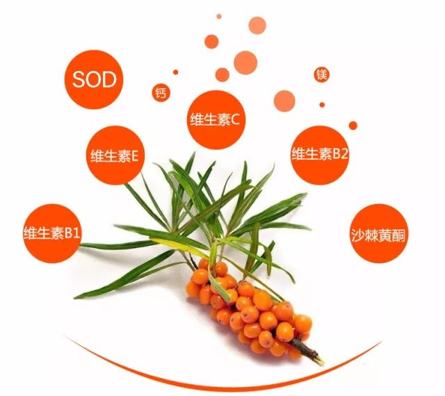 沙棘的故事