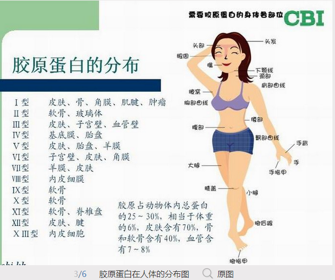 带你了解真正的胶原蛋白带你了解真正的胶原蛋白