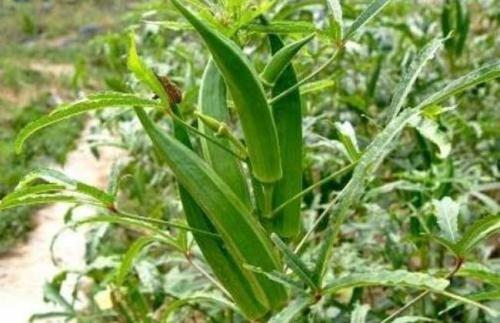 原来牡蛎这么好！牡蛎肽男人用它抗疲劳，女人用它不显老！原来牡蛎这么好！牡蛎肽男人用它抗疲劳，女人用它不显老！