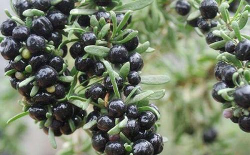 原来牡蛎这么好！牡蛎肽男人用它抗疲劳，女人用它不显老！原来牡蛎这么好！牡蛎肽男人用它抗疲劳，女人用它不显老！