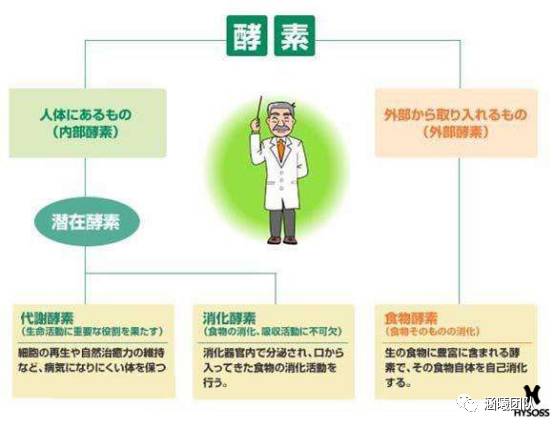酵素，被称为“不需要动刀的手术”