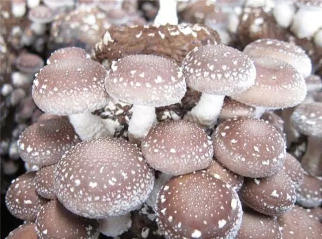 香菇多糖、猴头菇多糖、枸杞多糖都是糖，区别也太大了吧？